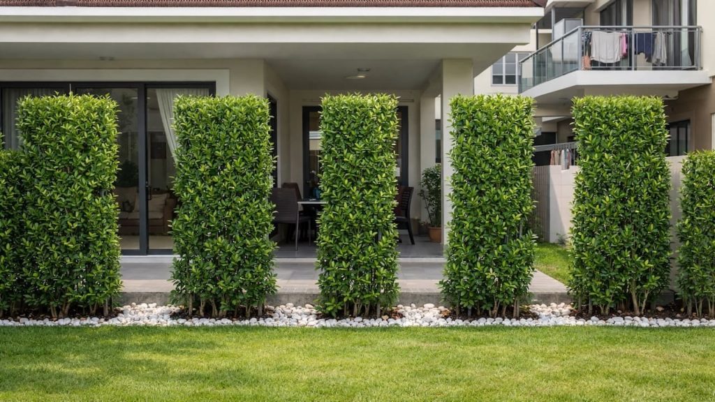 Privacy plant mistakes: 5 mistakes【Wrong spacing makes gaps stay visible】